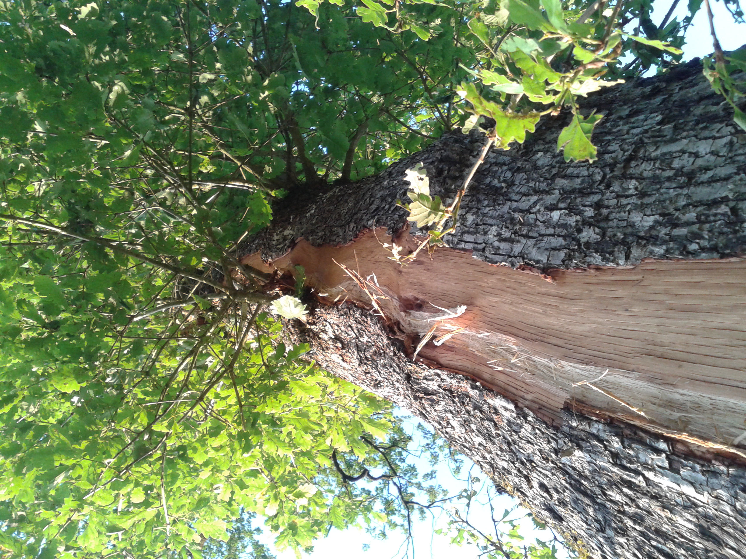 arbre fraichement foudroyé - Photo B. Mériguet