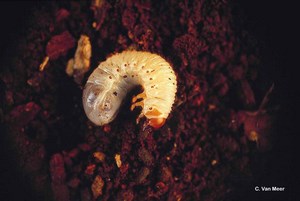 Larve de Scarabaeidae (Osmoderma) - Photo C. van Meer