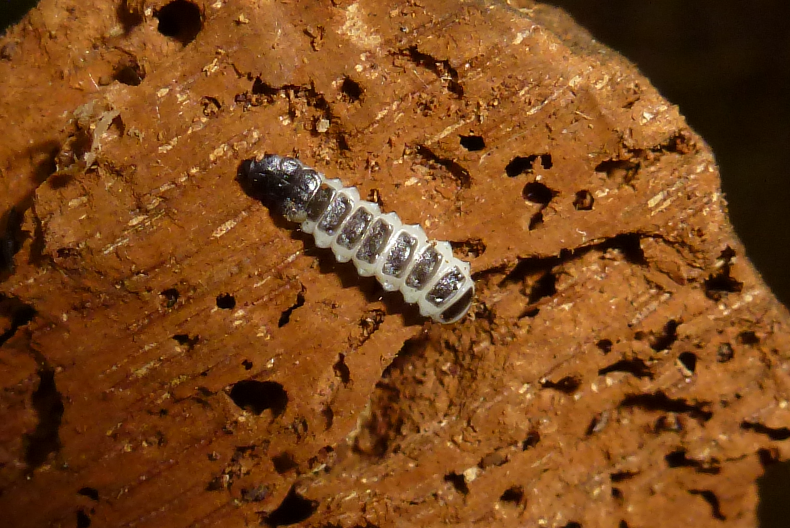 larve de Lycidae