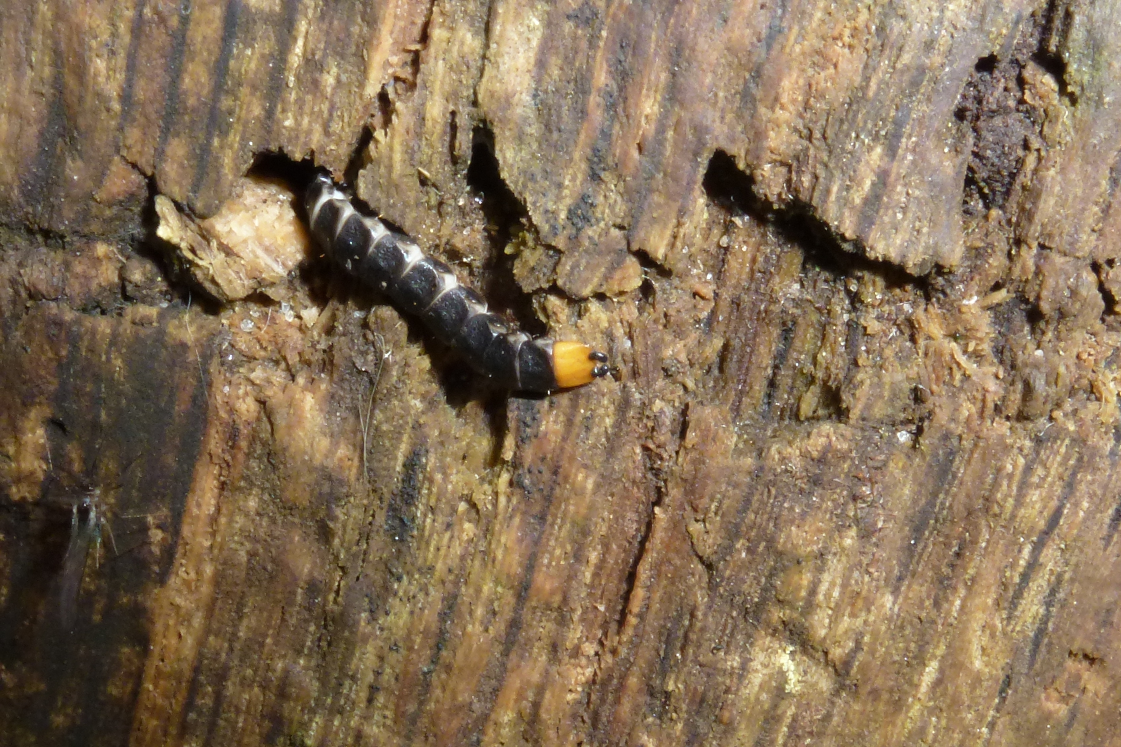 larve de Lygistopterus sanguineus - Photo  B. Meriguet