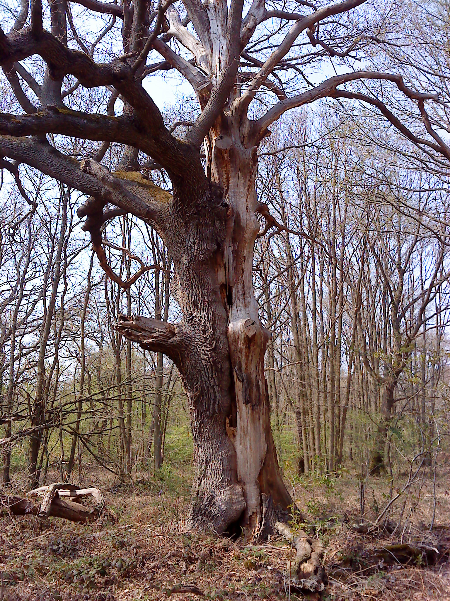 Chêne sénécent - Photo B. Mériguet